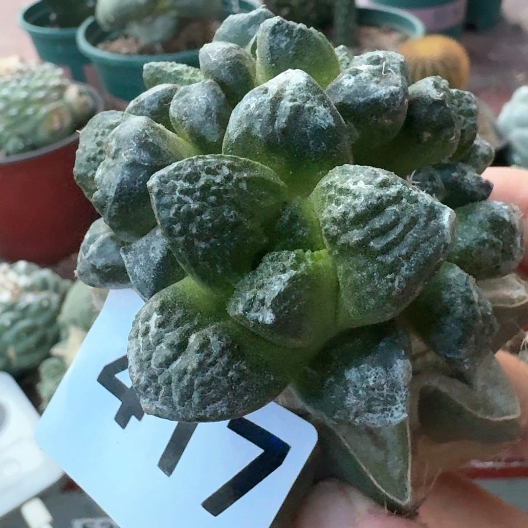 【闪购商品】群头苗接大尤连山417
