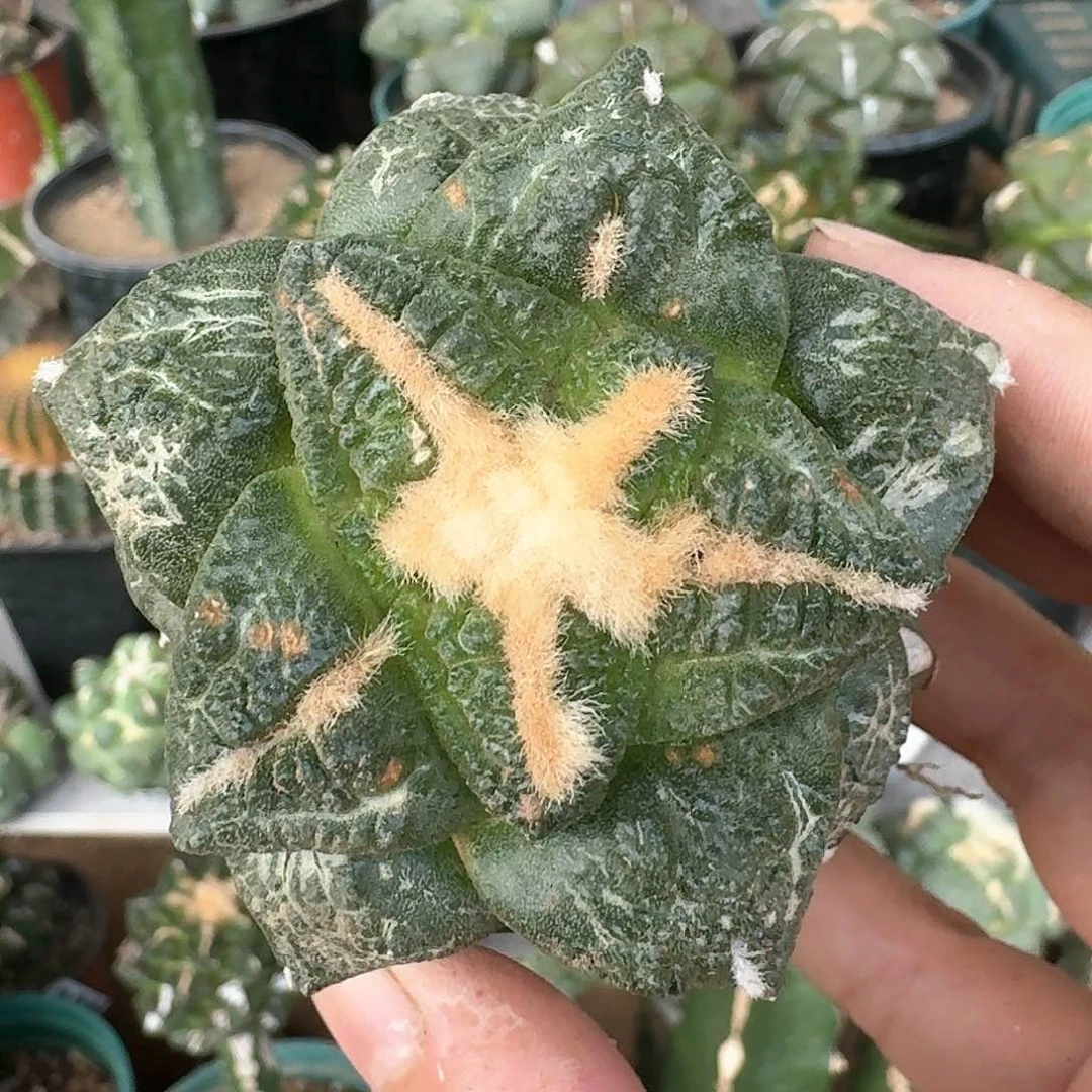 【闪购商品】大尤志贺龟甲140