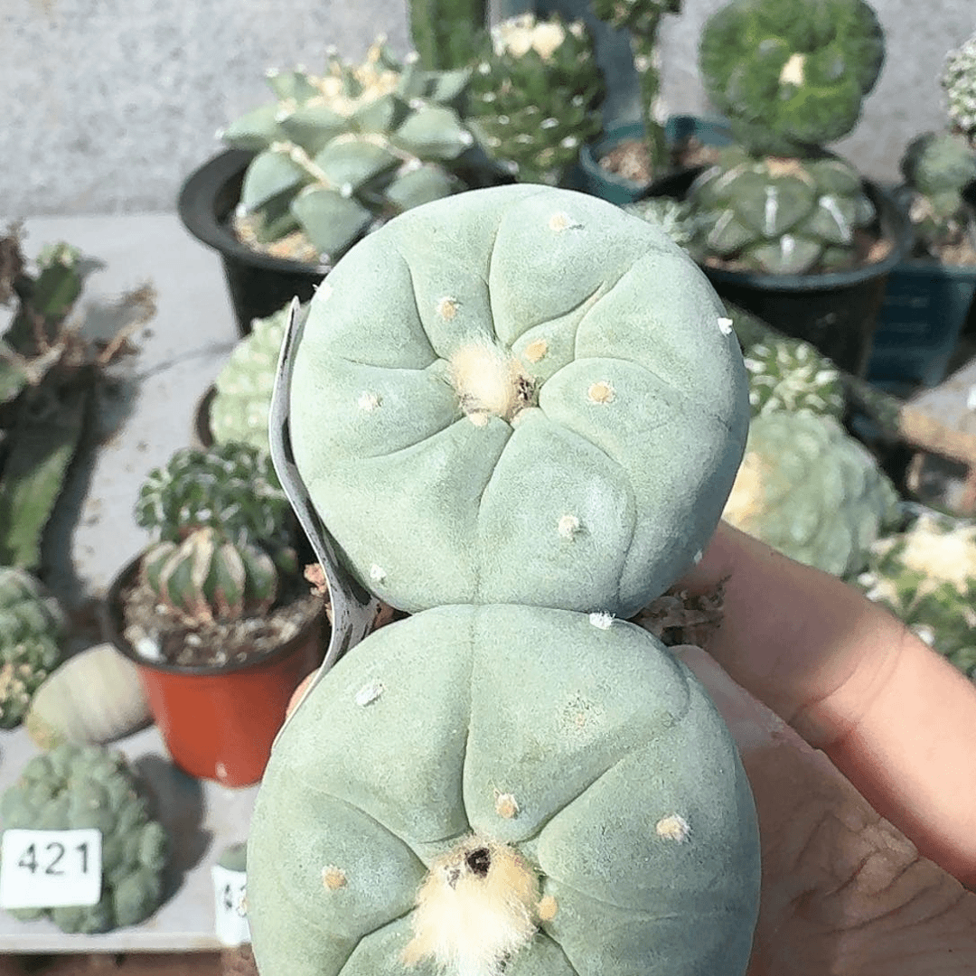 【闪购商品】实生蓝白肌大尤鲜433
