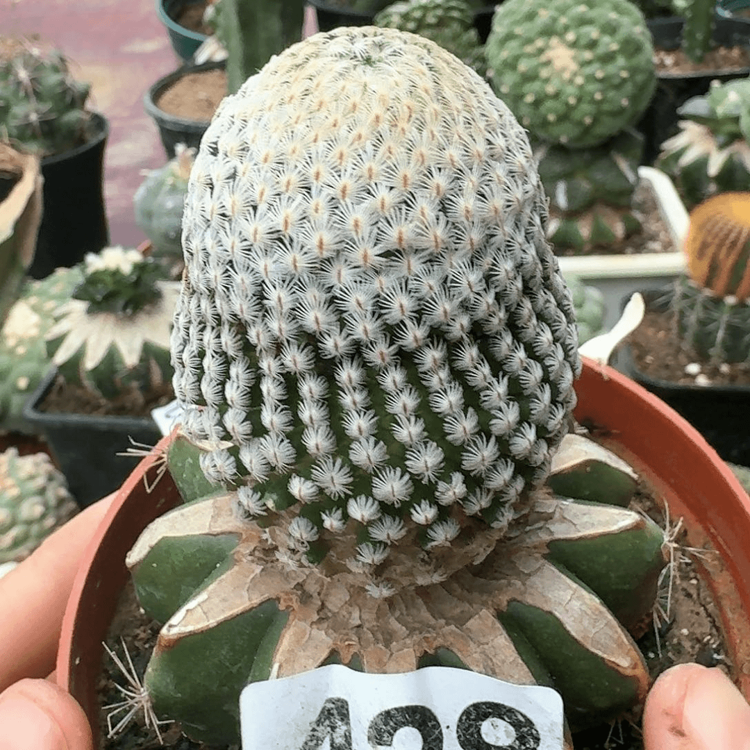 【闪购商品】羽毛丸428