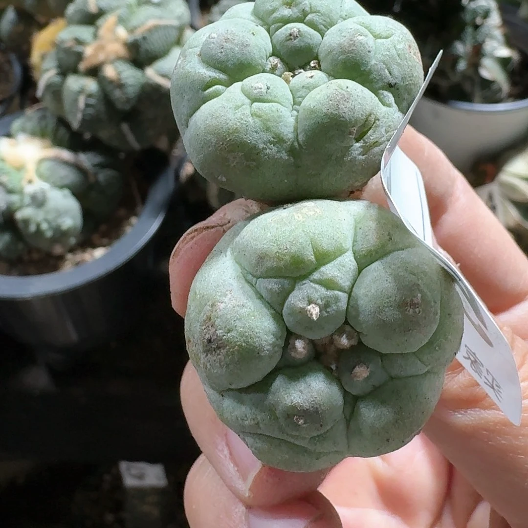 【闪购商品】两颗古田呗529