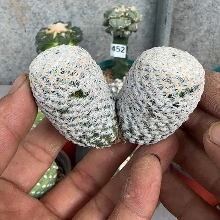 【闪购商品】双头白鸟
