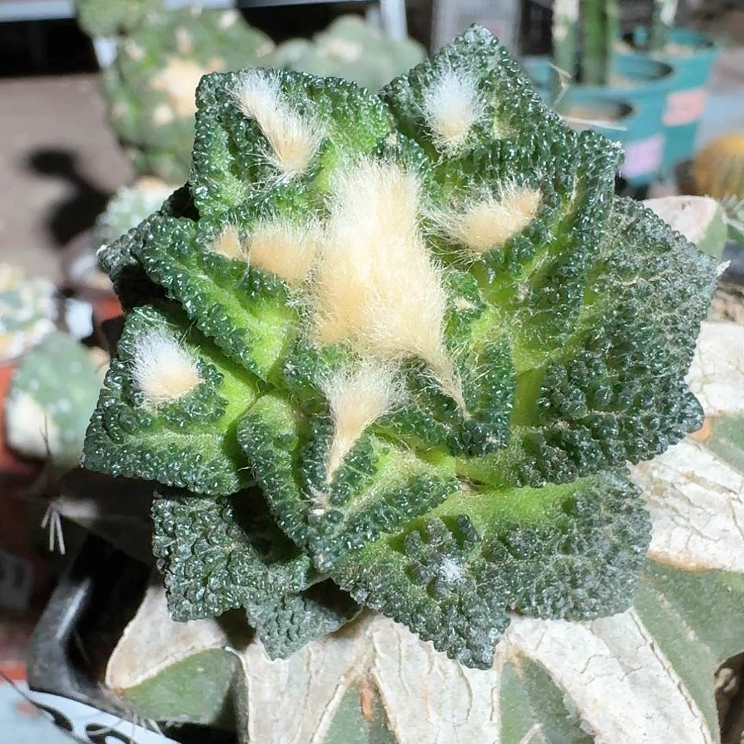 【闪购商品】螺旋辛顿394