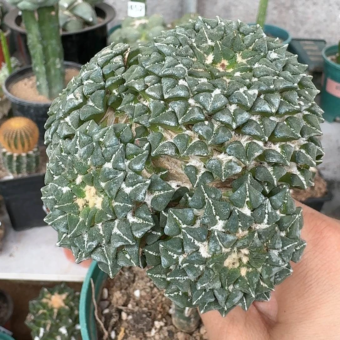 【闪购商品】进口馒头姬牡丹母本