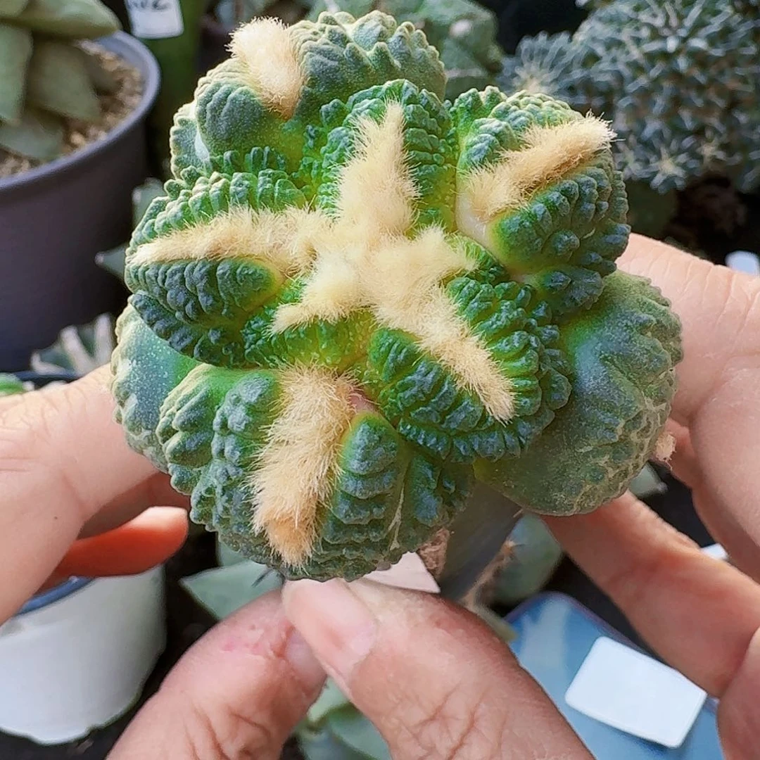 【闪购商品】龟甲连山270