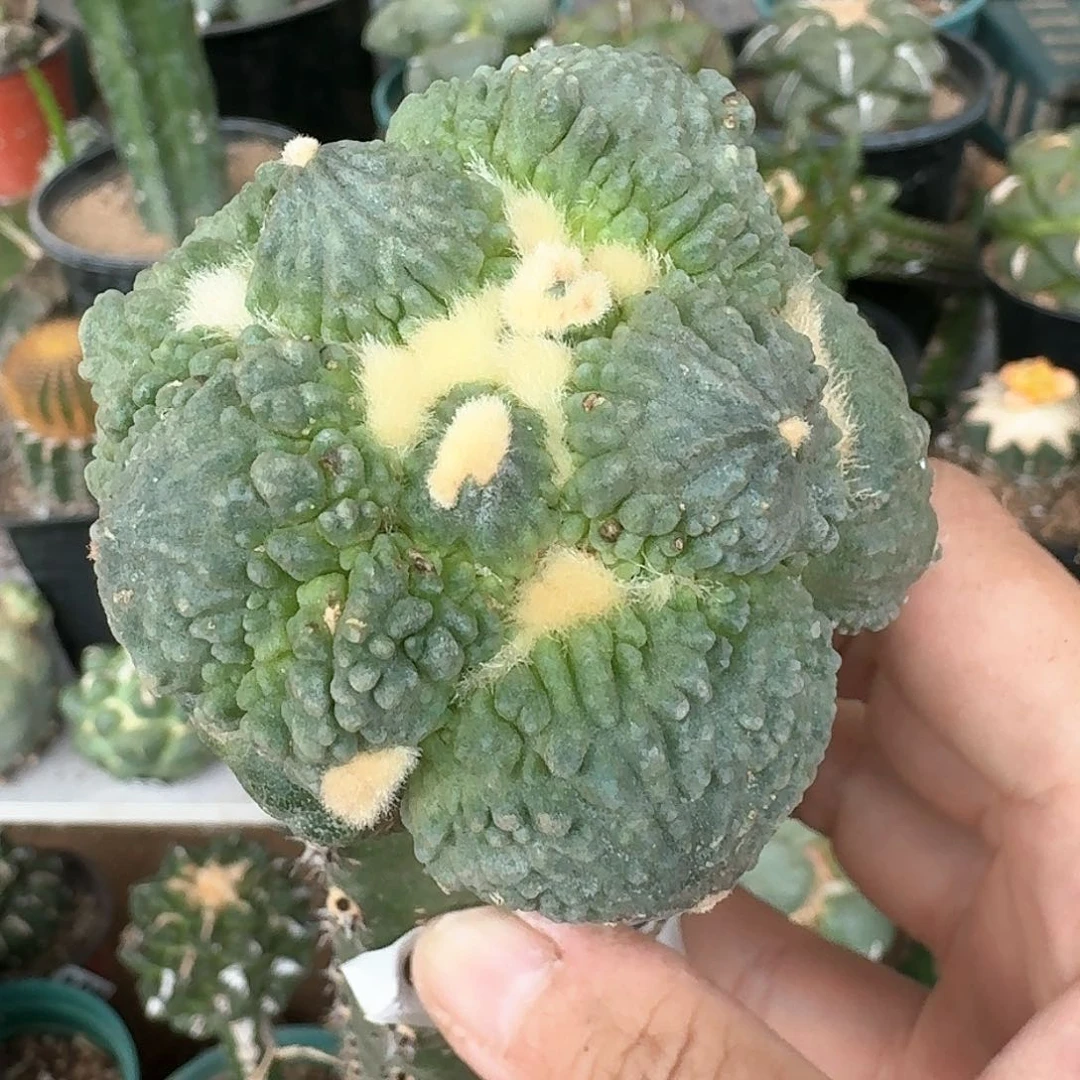 【闪购商品】蛋尤怒涛043