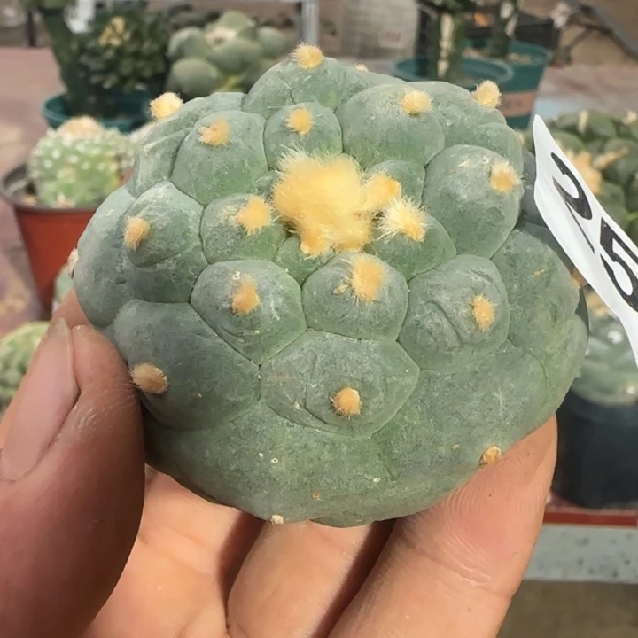 【闪购商品】超蓝肌大尤佛头251