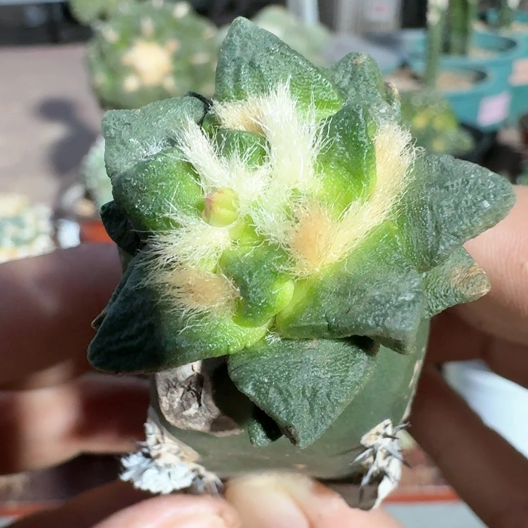 【闪购商品】纯种村主龙角620