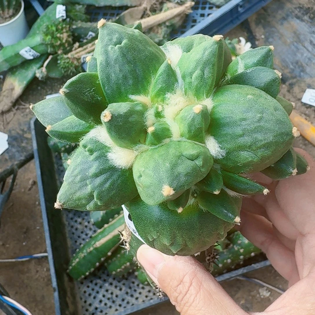 【闪购商品】群头青瓷767