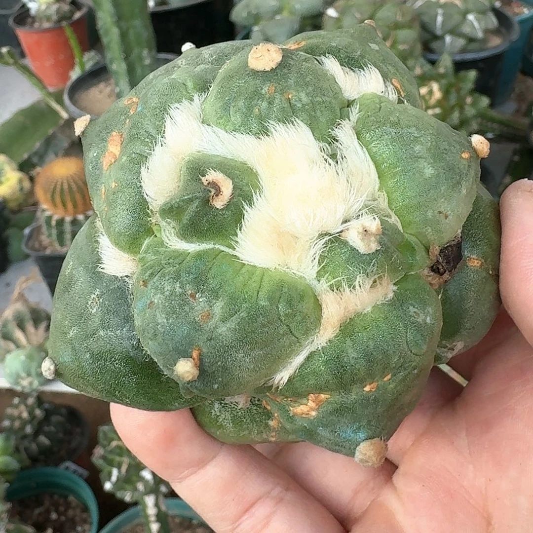 【闪购商品】落地无根丸尤青瓷
