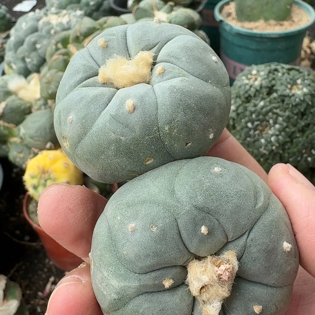 【闪购商品】实生双头蓝白肌大尤鲜人球