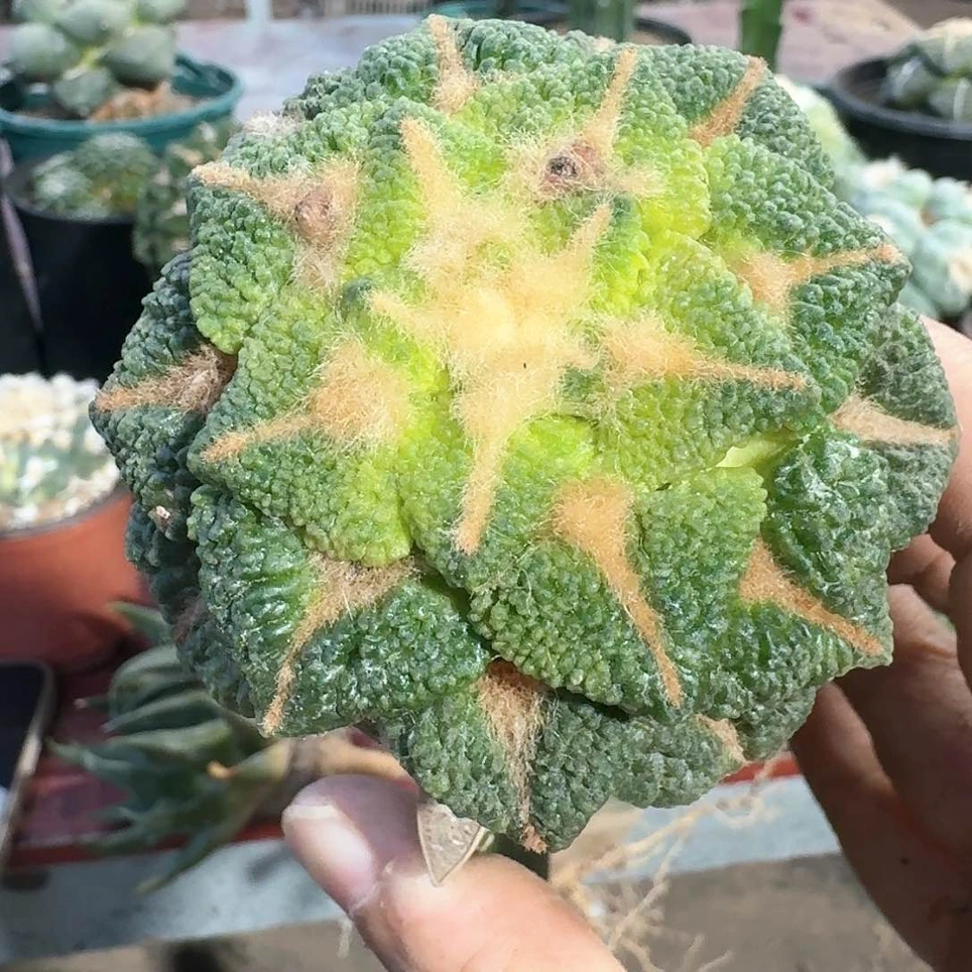 【闪购商品】大尤黑684