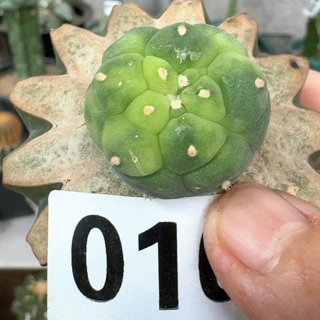 【闪购商品】苗接大尤银锦散斑016