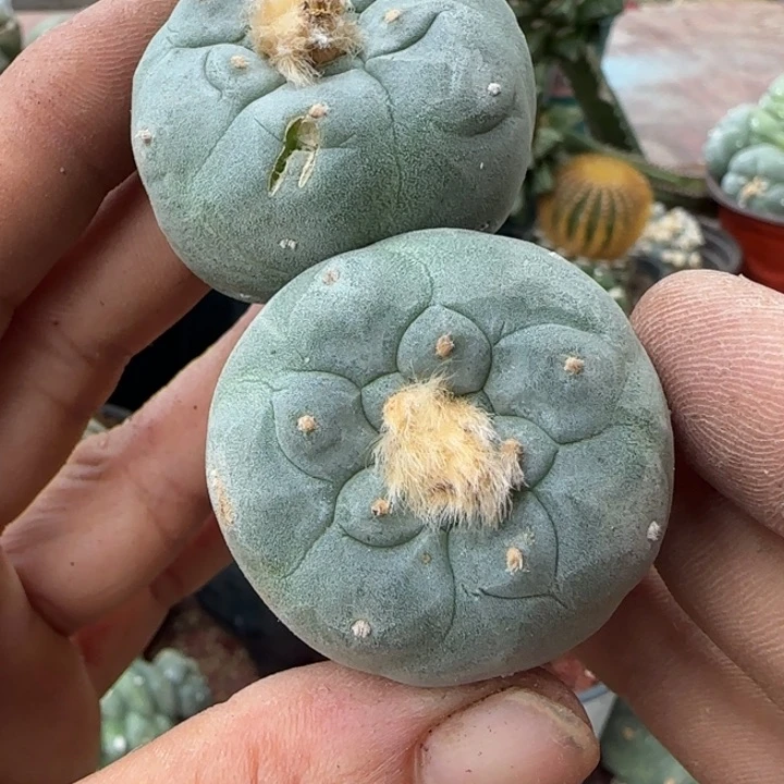 【闪购商品】实生五年特白佛头327