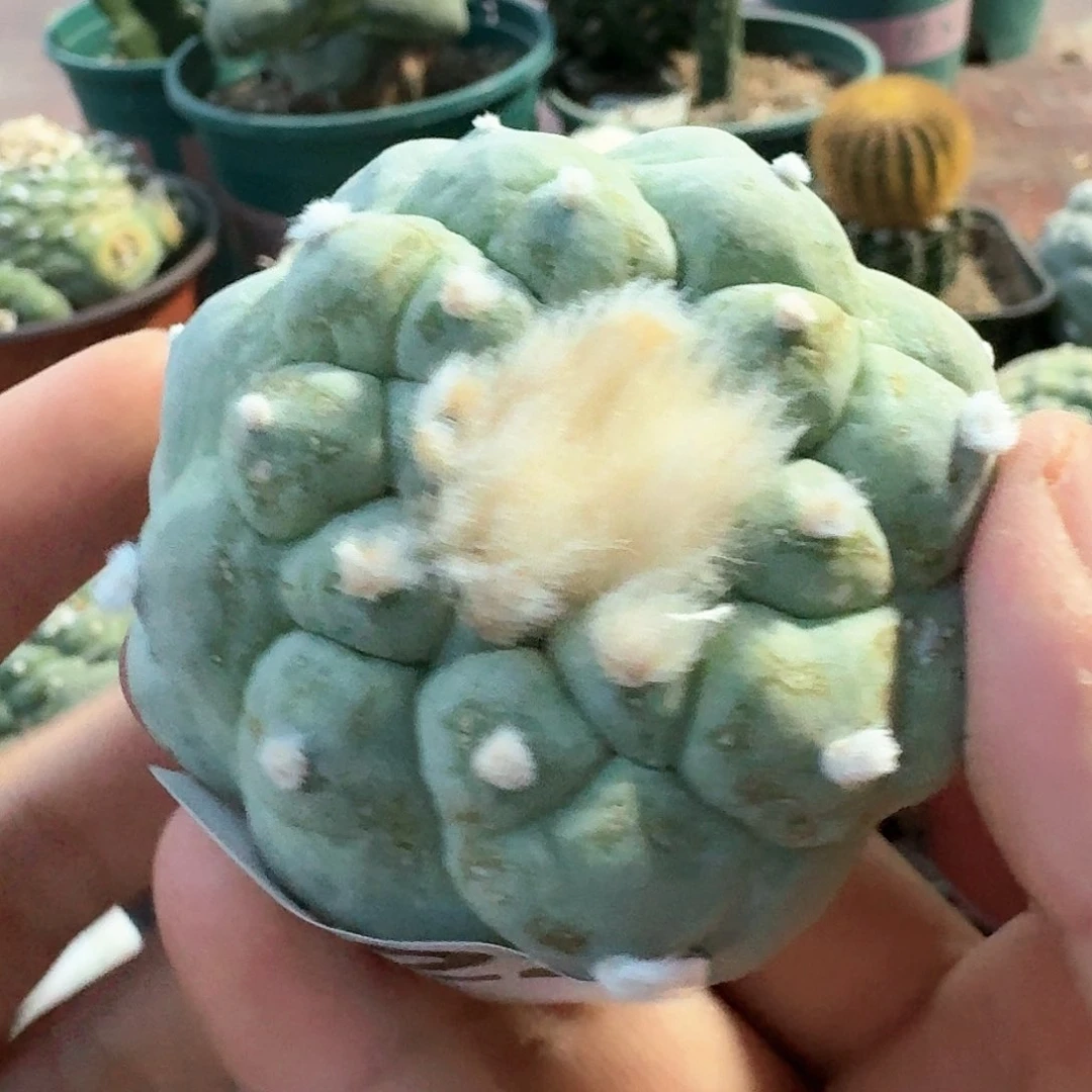 【闪购商品】自根螺旋蓝白肌大尤鲜422