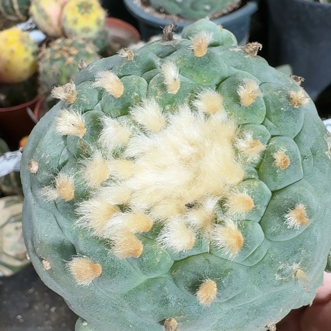 【闪购商品】苗接芝麻小尤鲜337