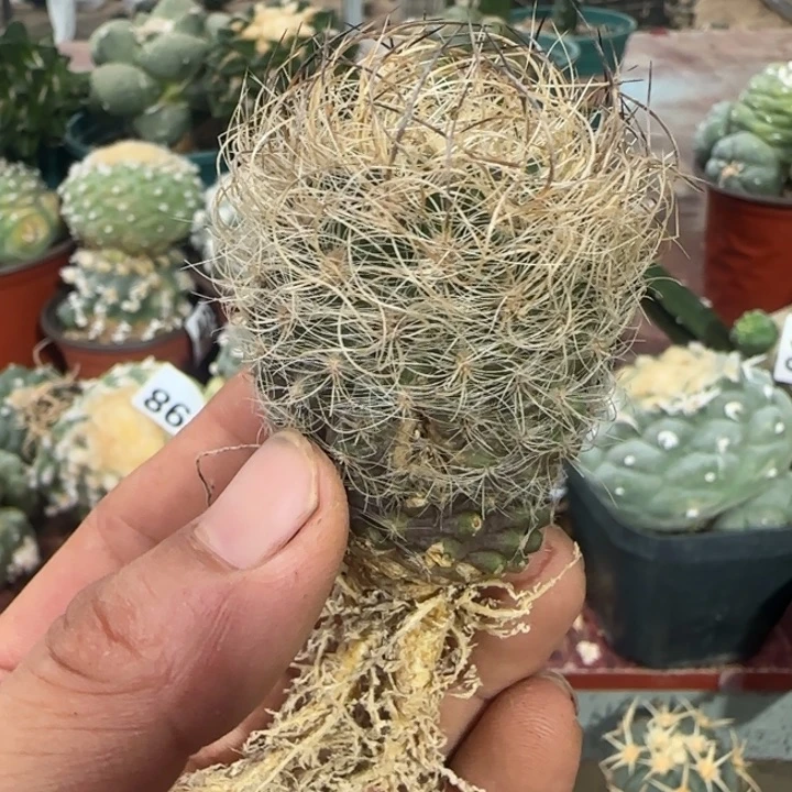 【闪购商品】实生混乱玉微瑕疵