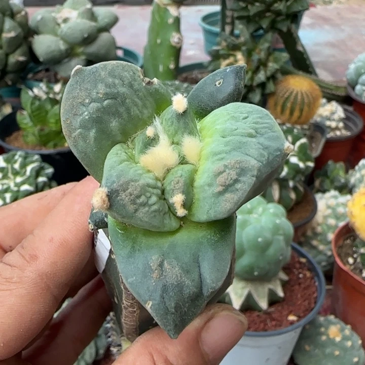 【闪购商品】纯种怒涛小苗871