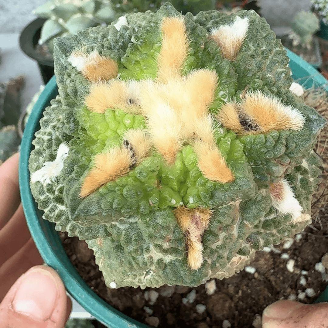 【闪购商品】龟甲怒牡丹