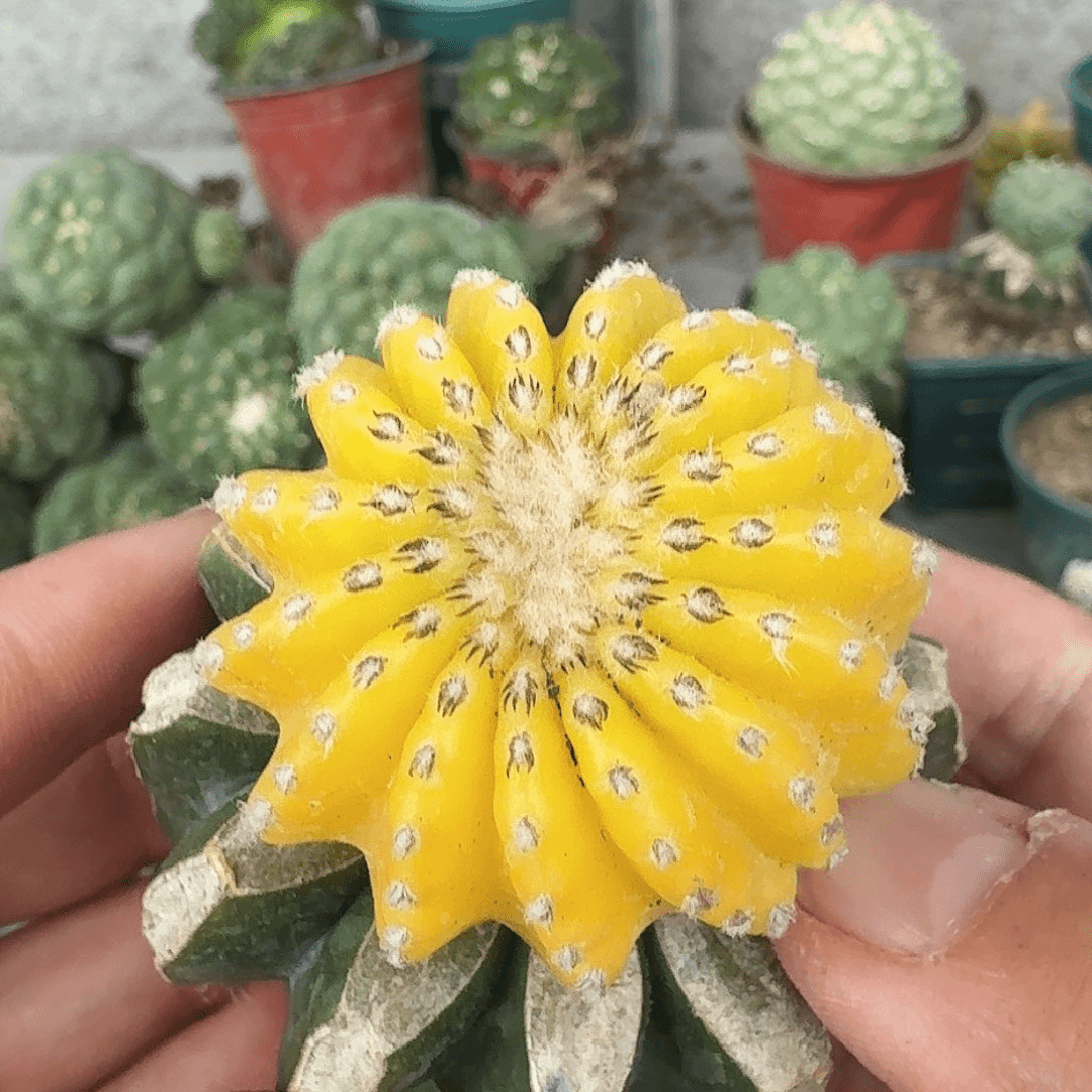 【闪购商品】奇特球锦