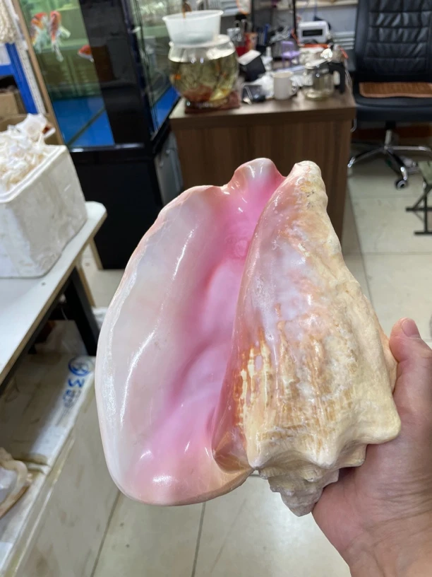 贝壳鱼缸造景摆件