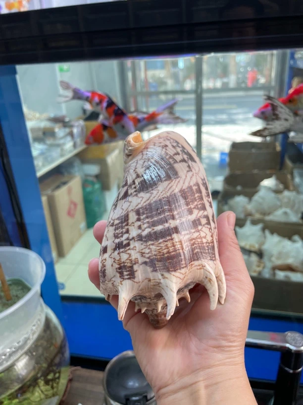 贝壳鱼缸造景摆件