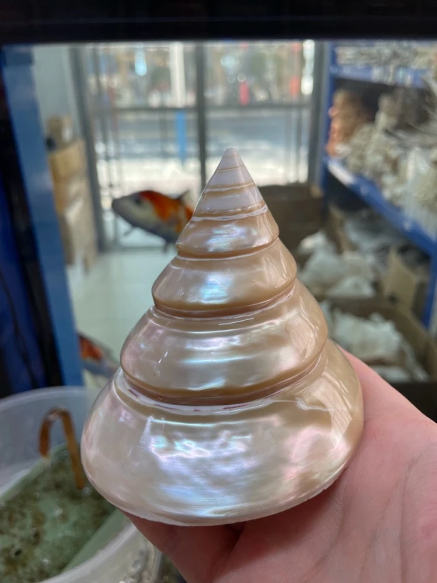 贝壳鱼缸工艺品摆件