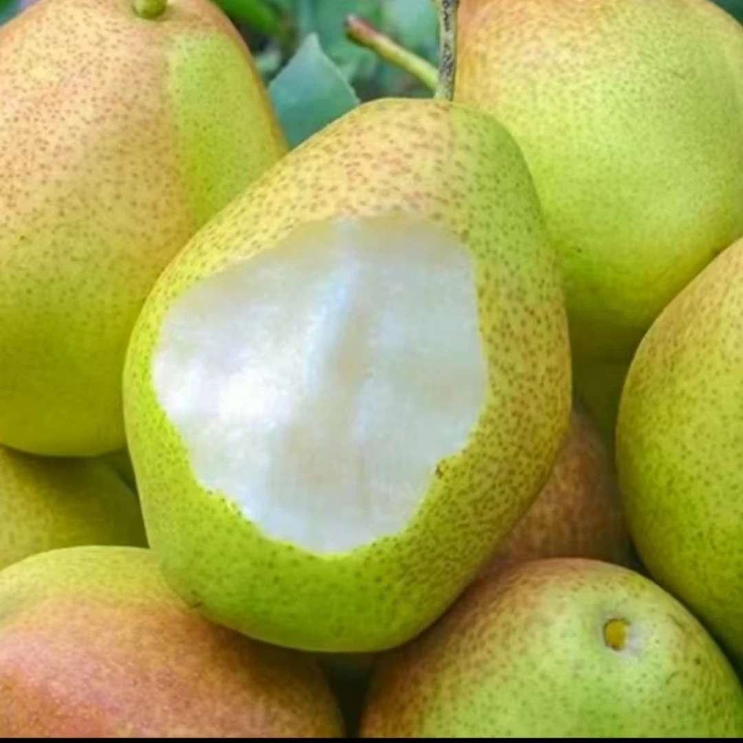 普通香梨2斤左右