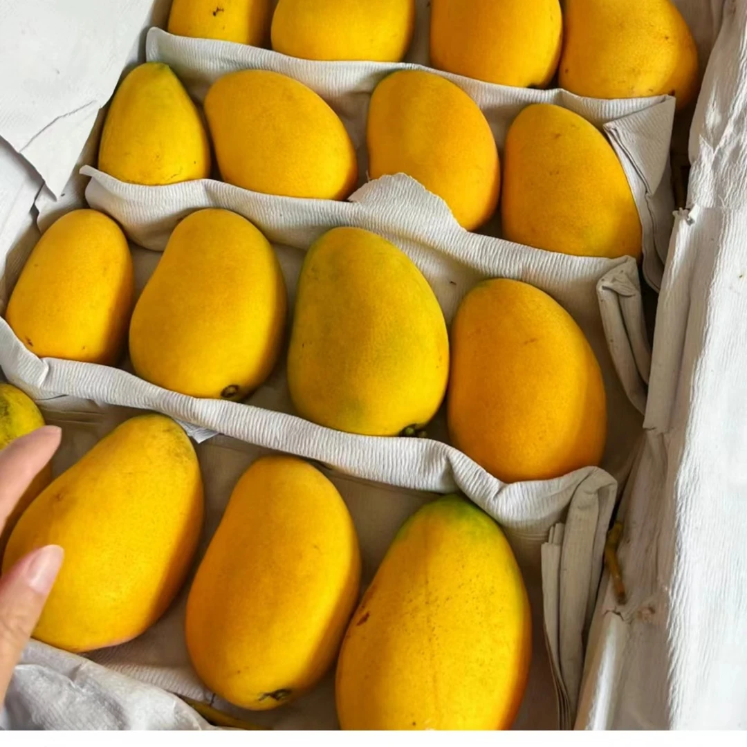 小台芒果2斤左右