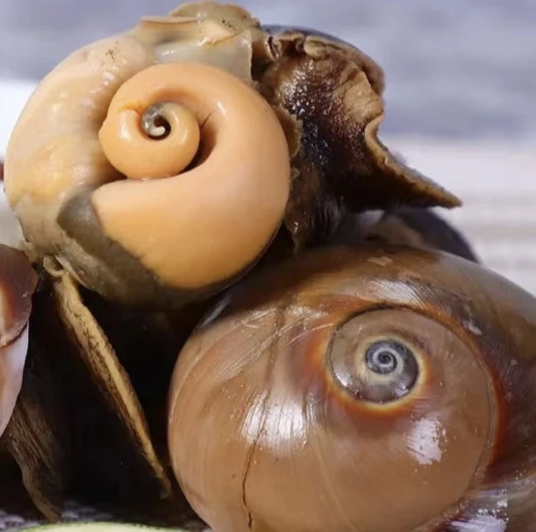 连云港 鲜活无沙猫眼螺2-6斤装（1斤7-10个）鲜活发货 顺丰包邮