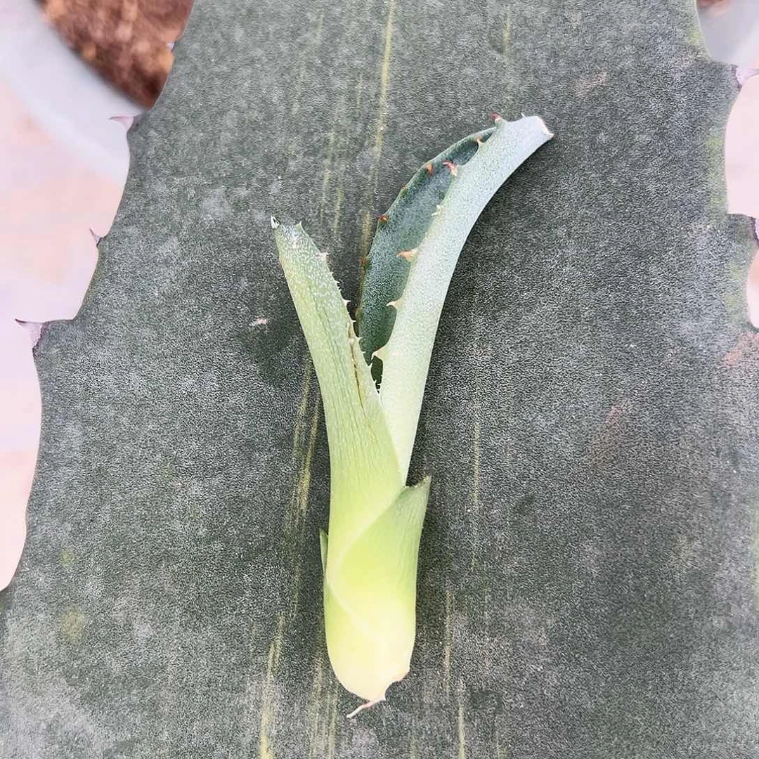 【闪购商品】赤牙龙侧芽无根