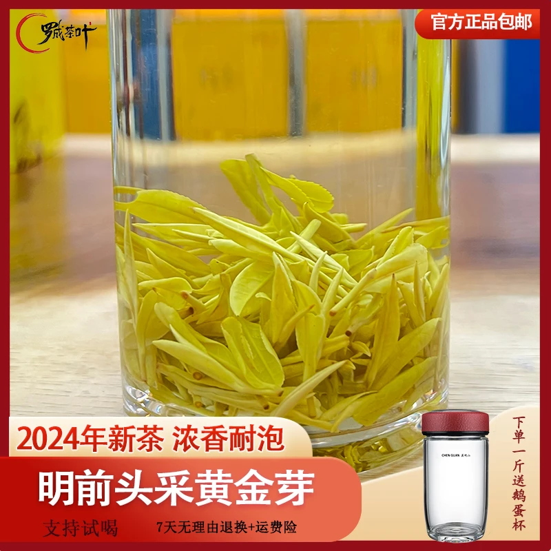 【2024年新茶黄金芽】明前头采嫩芽 浓香耐泡 优质黄金芽绿茶特级