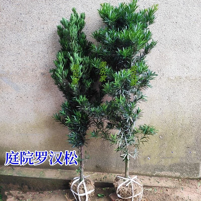罗汉松苗大雀舌庭院别墅阳台地栽可造型室内外盆栽盆景绿植物
