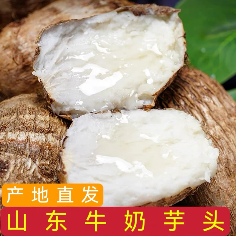 新鲜芋头芋艿当年新鲜毛芋头老人宝宝辅食软糯芋头山东牛奶毛芋头