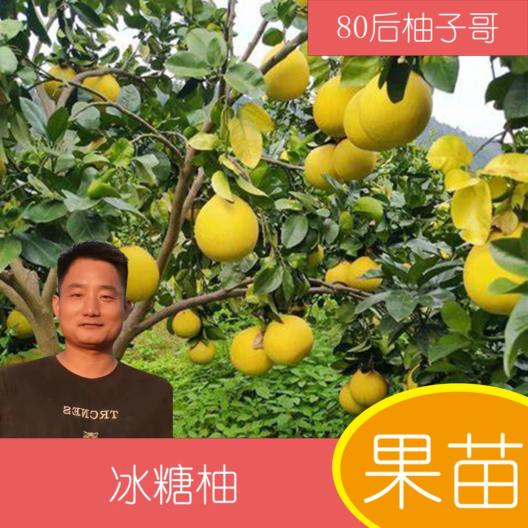 冰糖柚果苗 包邮