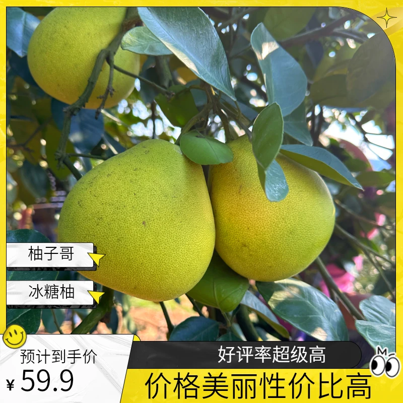 众尝冰糖柚果实 纯甜无酸