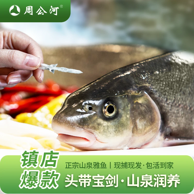 鲜活雅鱼【1-3斤】雅安特产 生鲜 地理标志产品 头带宝剑 山泉水鱼