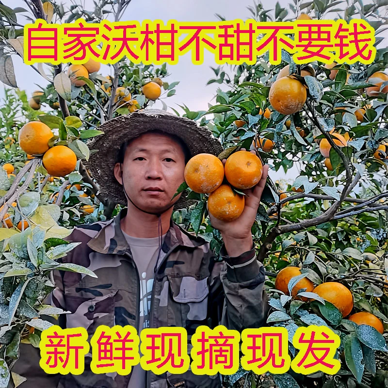 正宗广西武鸣沃柑10斤大果新鲜水果橘子桔子当季现摘现发整箱包邮
