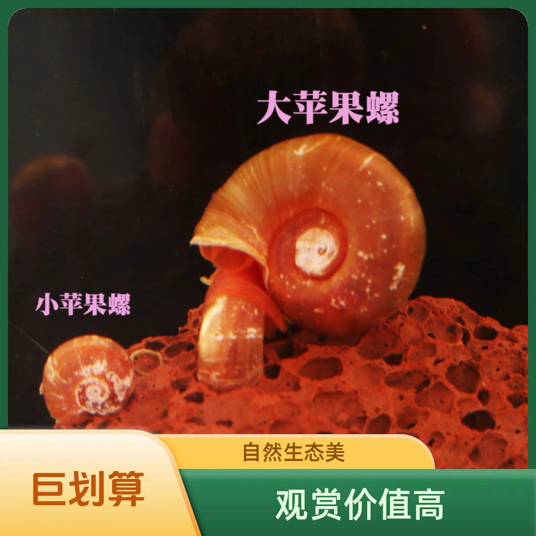 红黑苹果螺冷水活体草缸除藻观赏螺工具螺水族宠物大个可繁殖直销