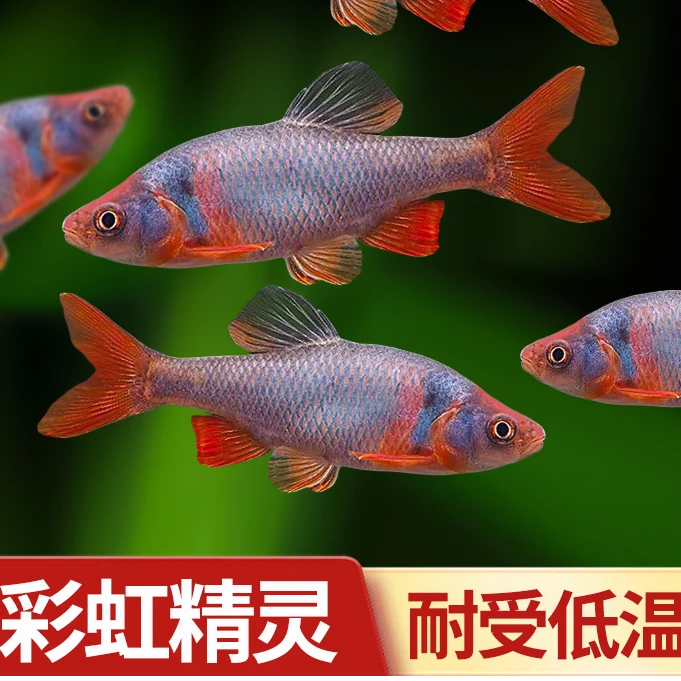 卢纶原生冷水观赏鱼溪流缸群游彩虹精灵鱼好养耐低温不怕冷已发色