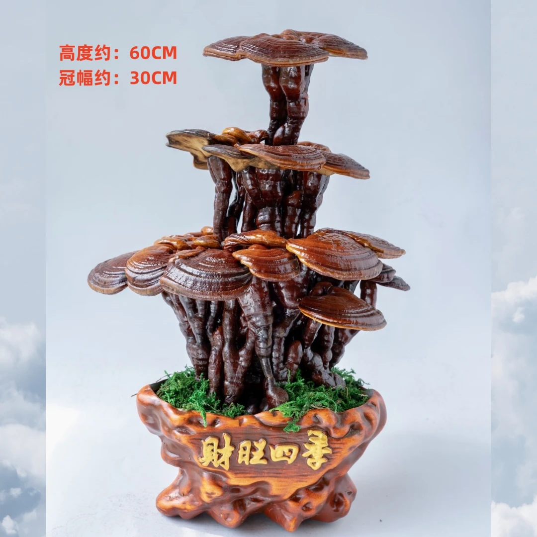 活体嫁接真灵芝盆栽非一物一拍赤灵芝传统摆件成熟公司开业送礼