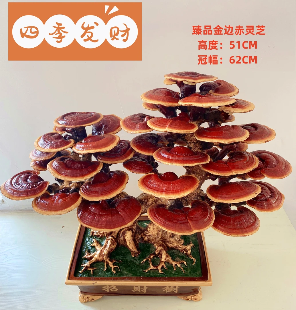 金边赤灵芝盆景寓意盆景懒人植物四季发财公司门店盆栽高级感摆件
