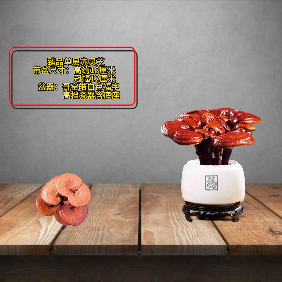 单层灵芝盆景灵芝艺术植物传统实拍客厅书房办公室桌面精致中式