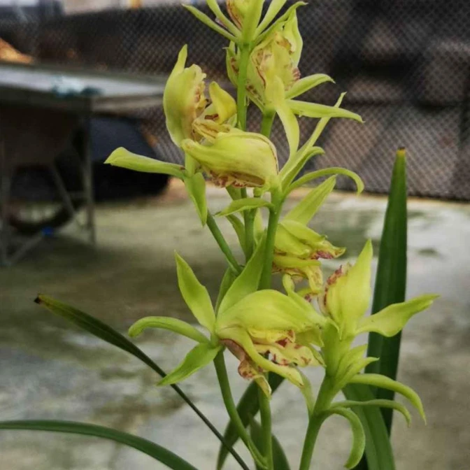 建兰【峨眉牡丹】浓香型奇花花期6-11月份