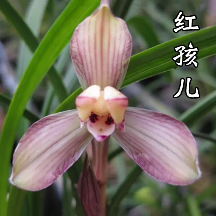 春兰【红孩儿】浓香型 花期11-3月
