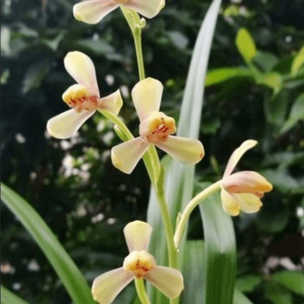 建兰老名品【黄一品】花期6-10月 浓香型花卉
