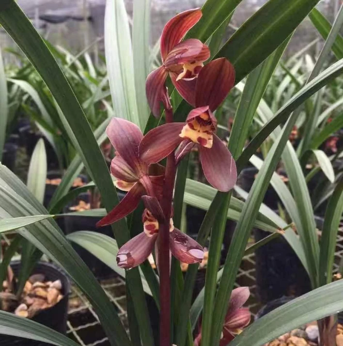 春剑【富贵红荷】花期10-3月 浓香易养兰花