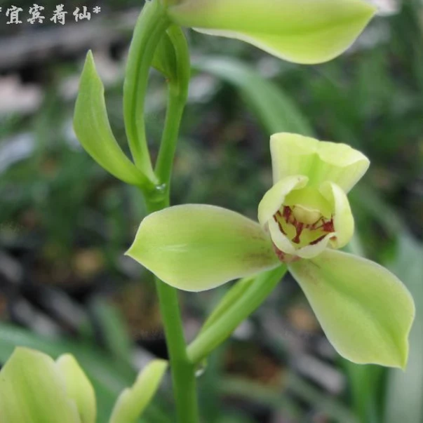 建兰【宜宾荷仙】经典荷型水仙瓣 花期6-11份