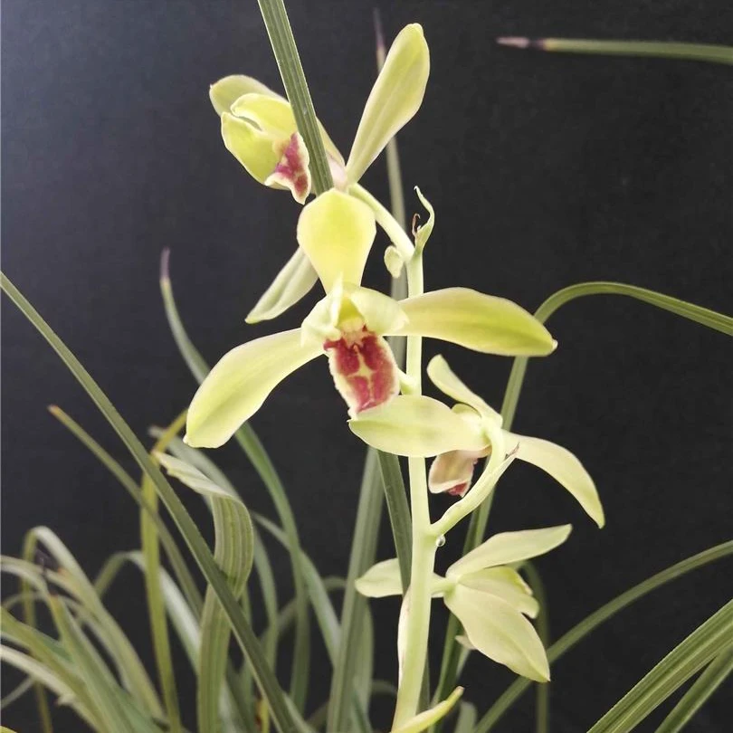 蕙兰【仙绿梅】浓香型 花期3-5月