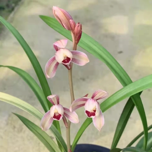 建兰名品【御红梅】浓香易开花 易来芽易养活花期6-11月